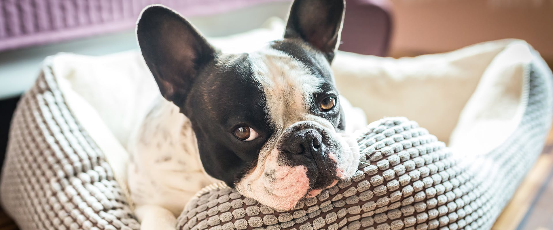 Laburnum poisonous online to dogs